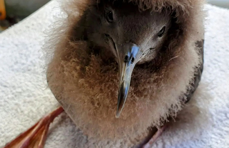 Appeal to Coffs residents to ‘dim your lights’ for migrating shearwaters