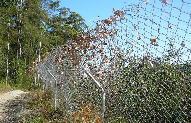 Maintenance and repair of koala fencing near Repton underway