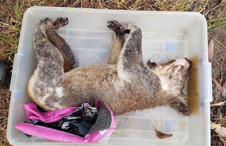 Koala deaths spark fresh call for action