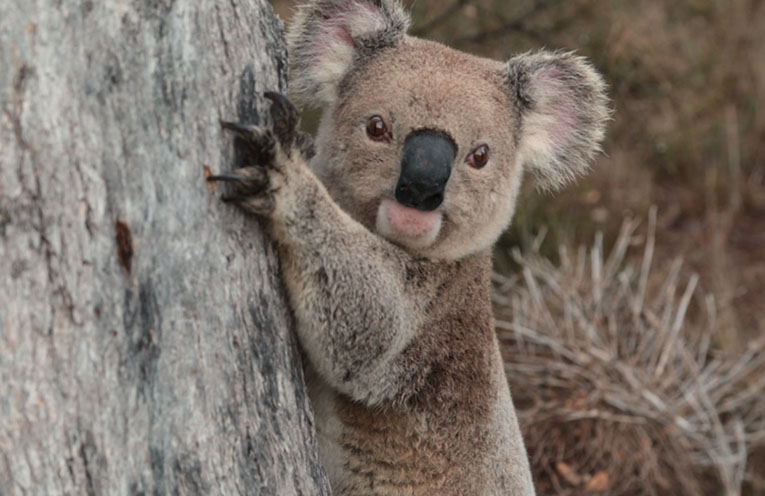 Sawtell screening of ‘The Koalas’ to shed light on unprecedented challenges