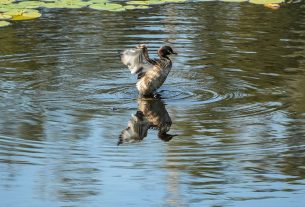 Citizen science arts exhibition celebrates the reclaimed wetlands of Yuurrun.ga