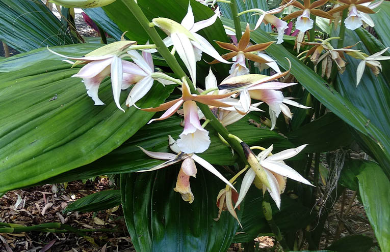 Local authority John Ross to lead native orchid workshop