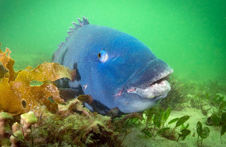 EXPLAINER – The Eastern Blue Groper: A NSW coastal icon