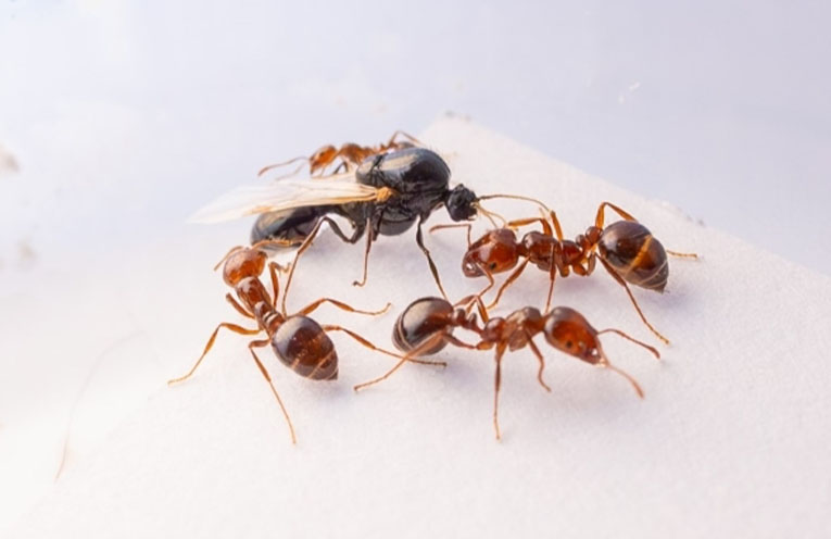 Fire ants discovered in Tweed Heads