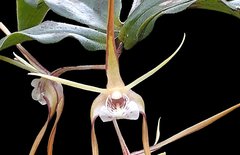 Woolgoolga to host Australia’s biggest orchid show