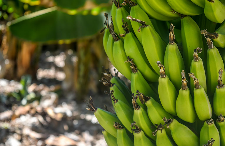 Farmers slam government over banana import review