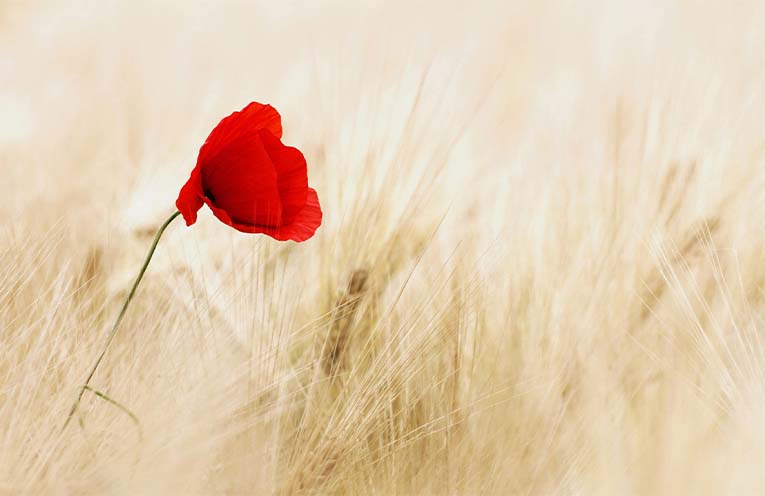 Consultation open on plans for Woolgoolga war memorial