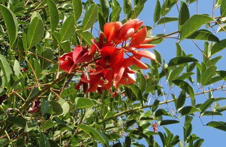 Cockspur coral tree.