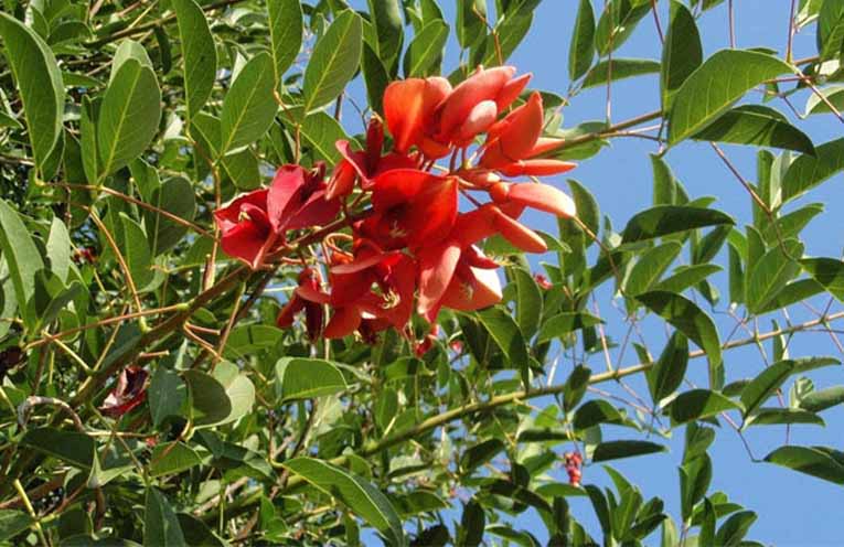 Bello Council on high alert for invasive weeds