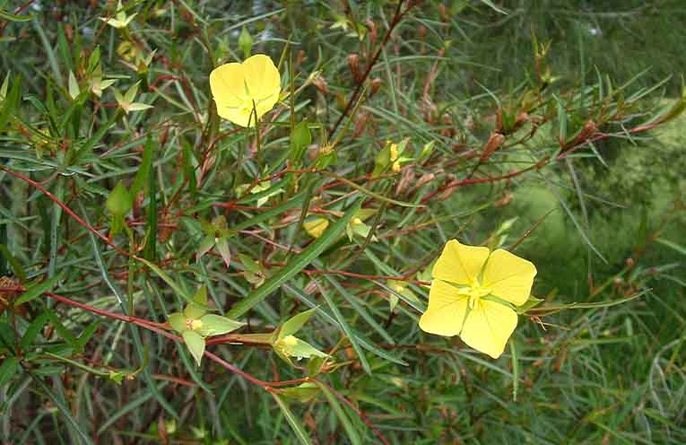 Long-leaf willow primrose.
