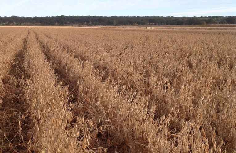 Government sows the seeds for plant-based protein manufacturing on the North Coast
