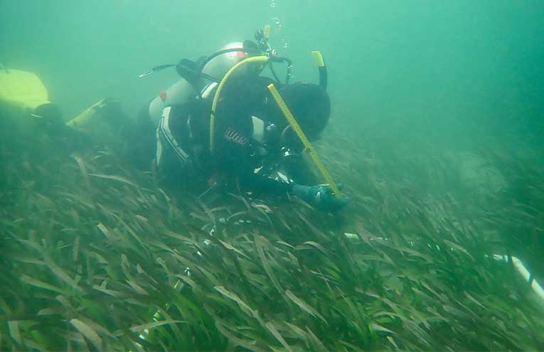 Citizen scientists called on to spot underwater flowers