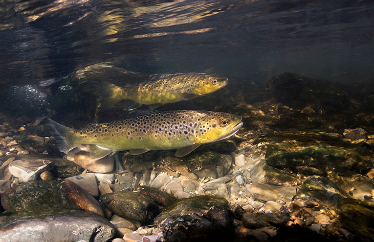 Trout fishing season officially opens across NSW
