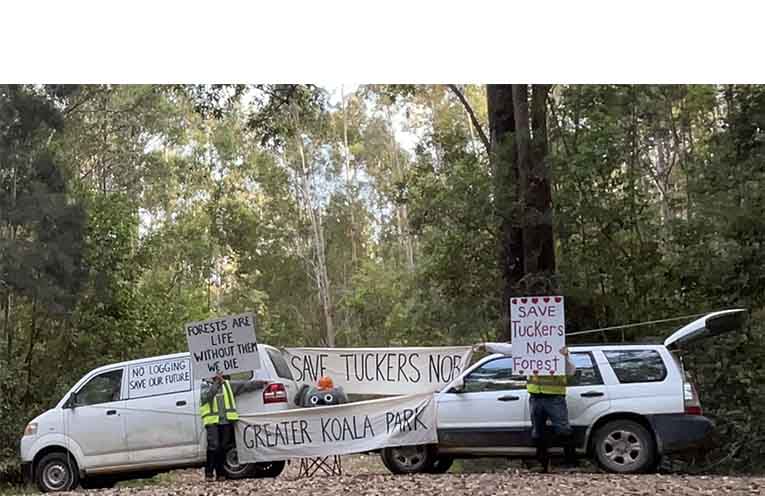Locals say koalas are still at risk from logging. Photo: Friends of Tuckers Nob.