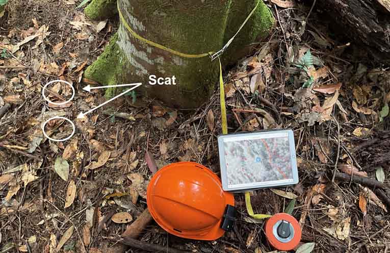 Koala scats found in Tuckers Nob State Forest. Photo: CQU.