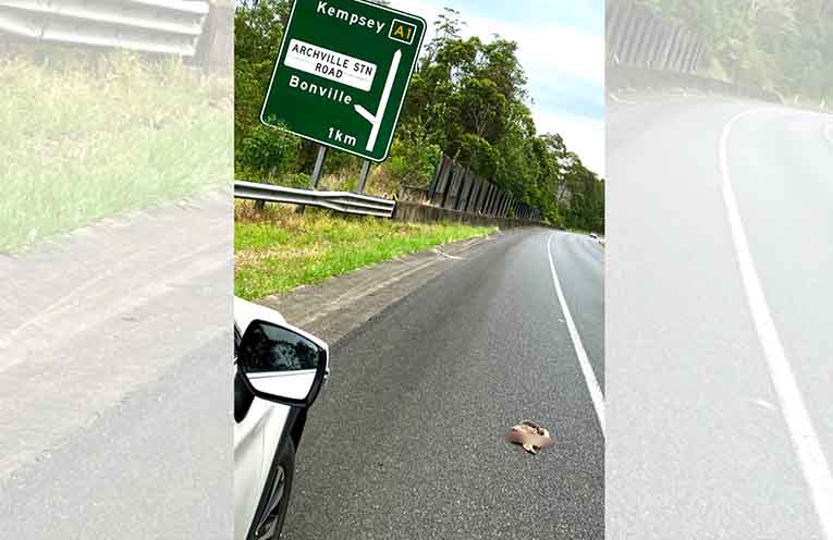 Koala highway death raises questions over wait for signage