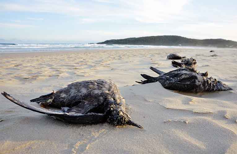 The ecological disaster threatening Australian seabirds
