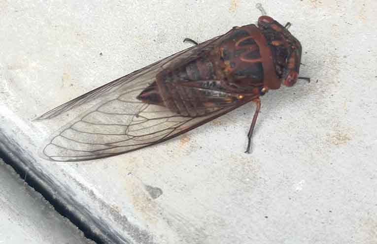 Cicadas emerging with softer song after noisy 2024