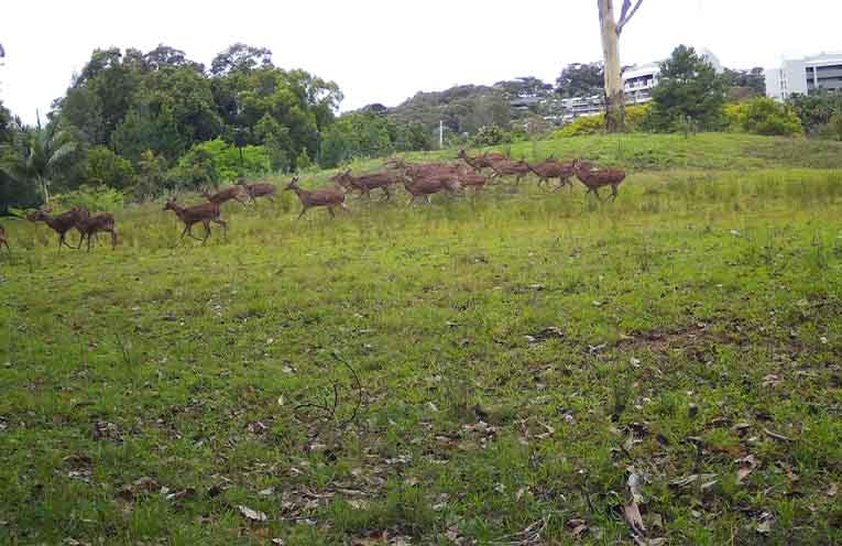 Feral deer community information sessions