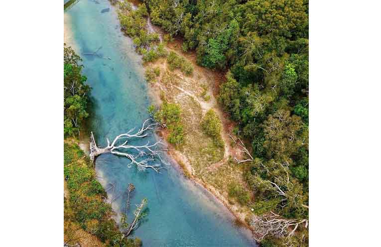 The suspect: a fallen tree over Stingray Creek.
