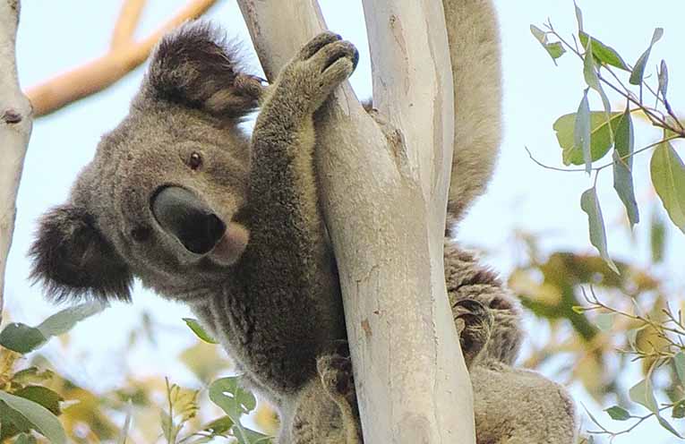 CSIRO report reflects improvements in estimating East Coast koala population