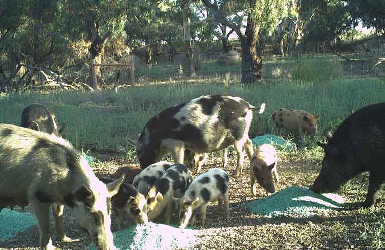 Free grain and bait on offer in statewide offensive on feral pigs
