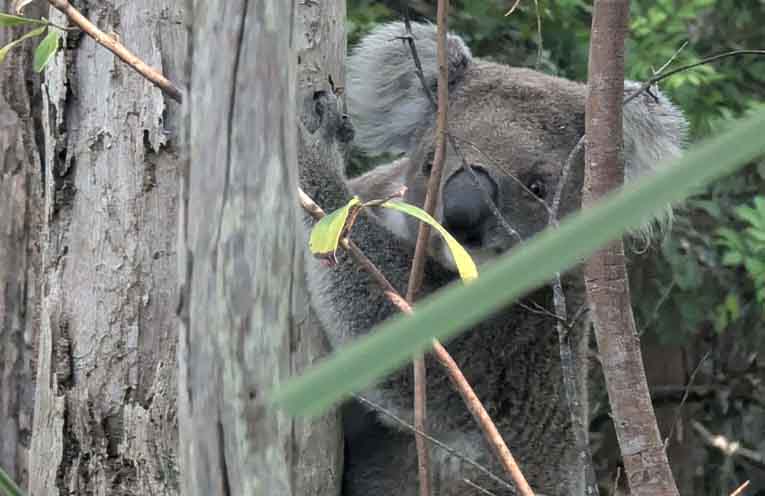 Reform urged as native animals face deadly spring