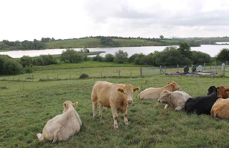 NSW Government releases report to guide primary industries to lower emissions