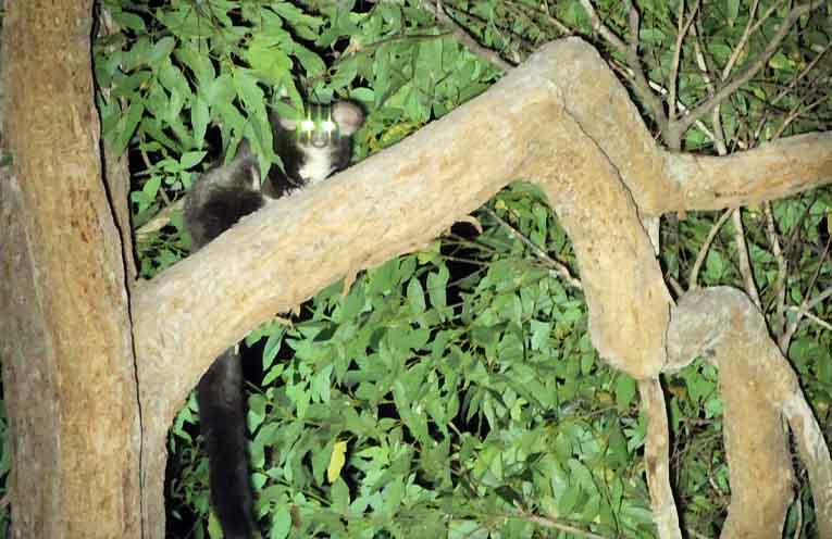 $15,000 fine for Greater Glider habitat damage near Dorrigo
