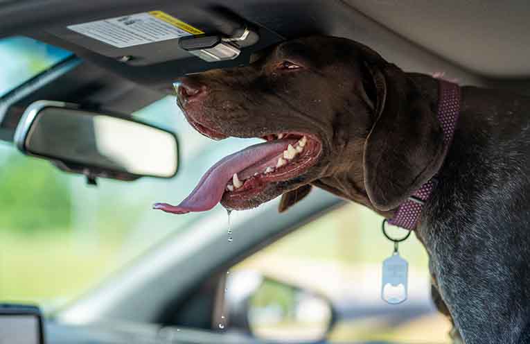 Government flags tougher penalties for animal cruelty including jail time for leaving dogs in hot cars