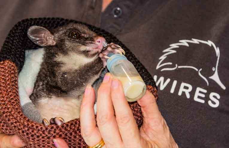 Quiet heroes: volunteers wanted for new WIRES shelter in Coffs Harbour