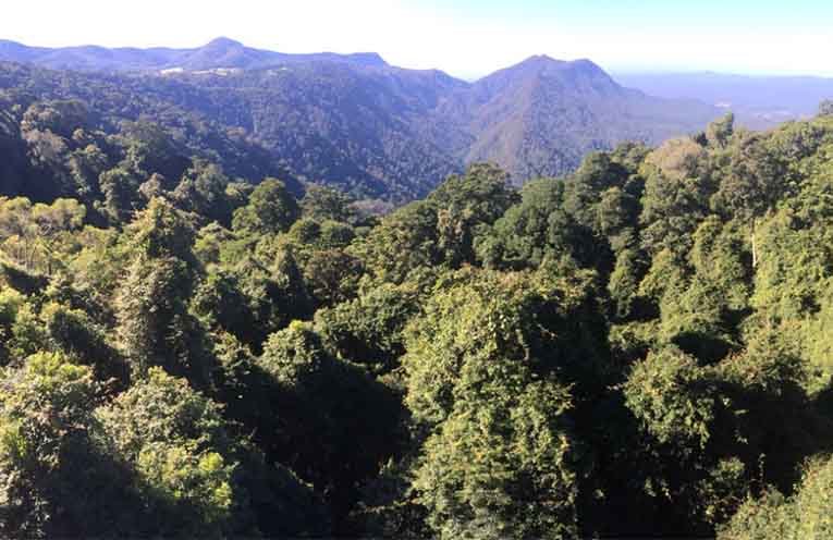 Coffs Council seeks to reinvest $300m GKNP carbon credits locally