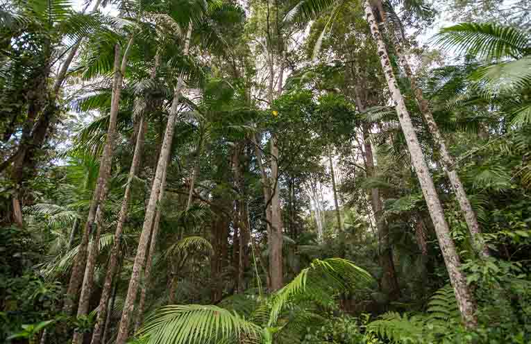 Forestry organisations promote sustainable management in new report
