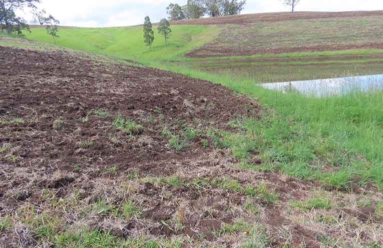 Government’s Koala Baseline Survey results questioned