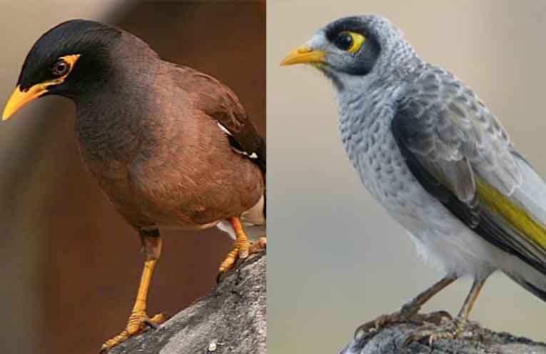 Trapping Common Mynas to protect native species