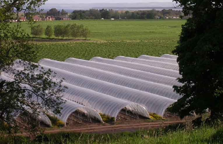 Council votes to not appeal polytunnels decision