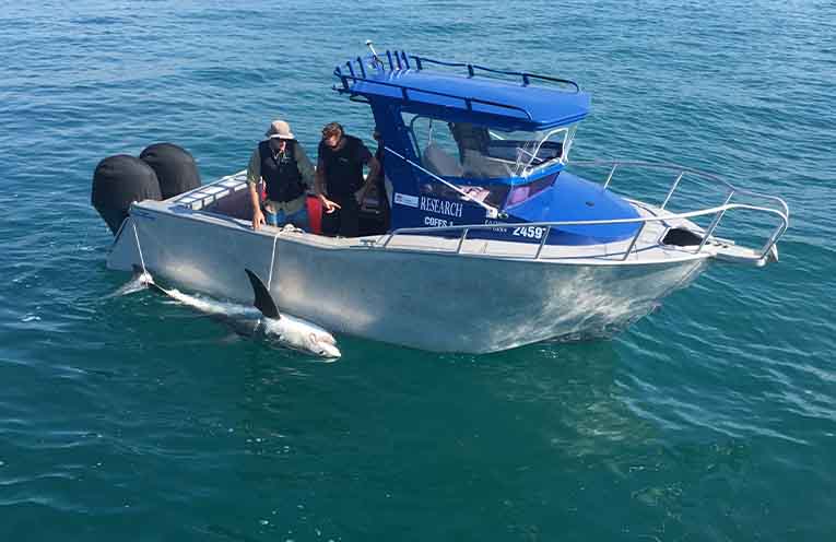 Coffs councillor calls for extension of local shark drumline program