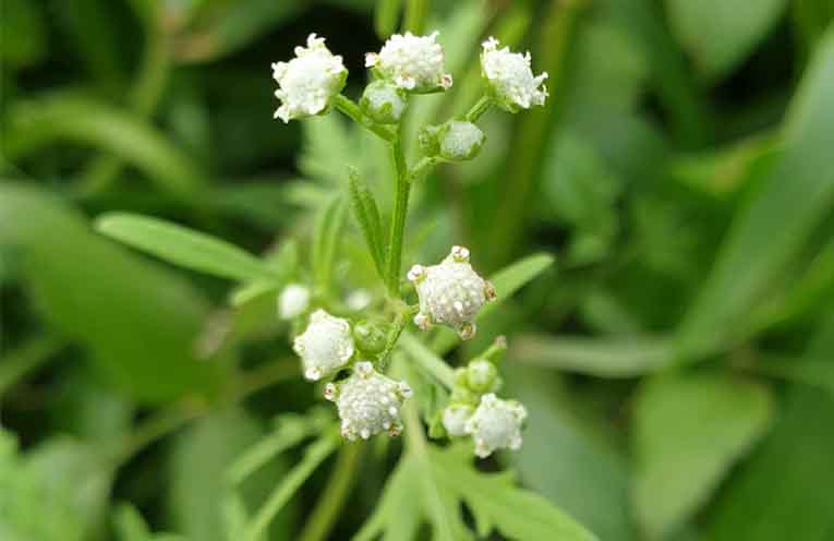 Weed action program gets an update