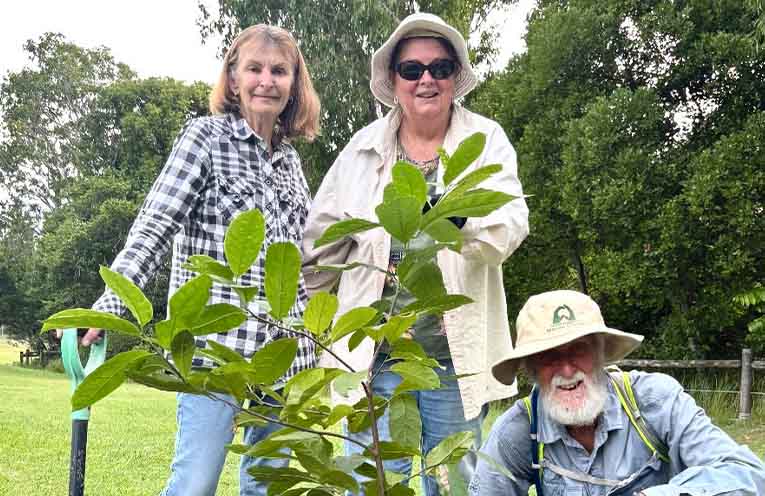 Jetty Dunecare plants a shade tree at Wendy’s bench