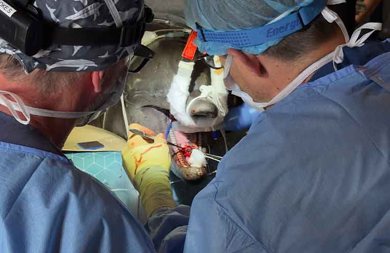 Coffs Coast Wildlife Sanctuary dolphin Zippy recovering from surgery