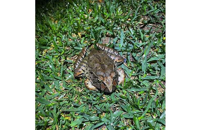 An endangered Giant Barred Frog found on Dave’s property on April 23. Photo: supplied,