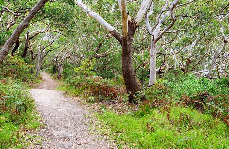 National parks funding boost could benefit Coffs Coast and Nambucca Valley region