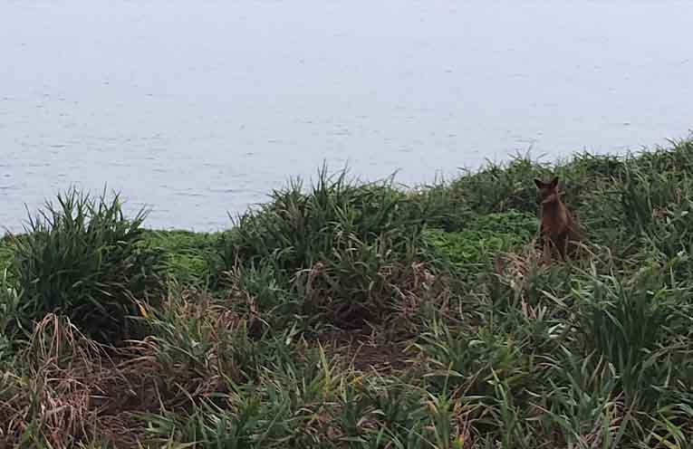 Swamp wallaby sighted on Muttonbird Island