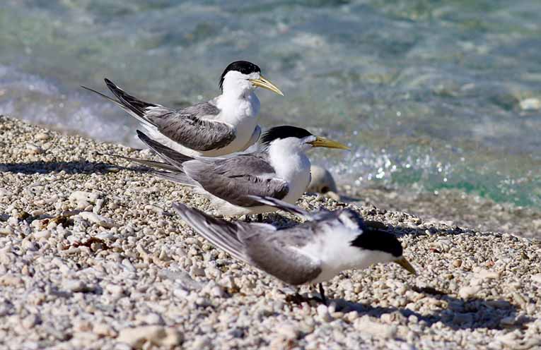 Seven suspected bird flu cases in native species