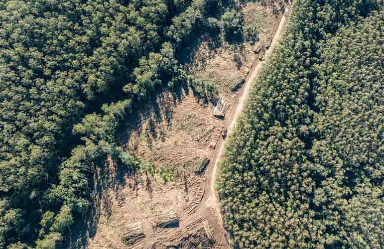 Locals distressed by koala death at Pine Creek State Forest