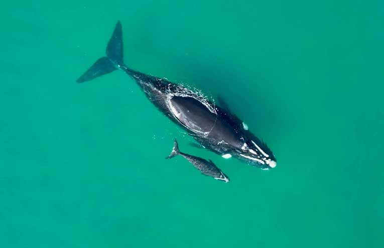 Special order issued for vessels and swimmers near Southern Right whales
