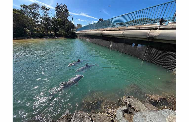 Artist’s impressions of what it would look like for the dolphins in Coffs Creek adjacent to the Wildlife Sanctuary.