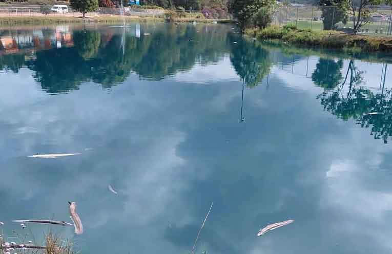 Eel kill has concerned locals asking questions