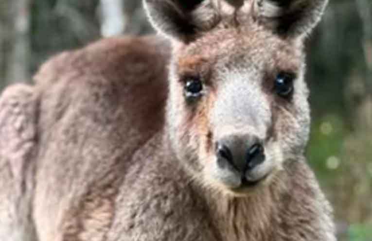 Questions raised after euthanasia of Corindi’s beloved kangaroo George