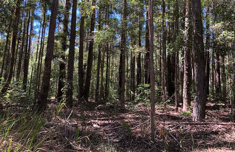 NSW forestry operations to be reviewed